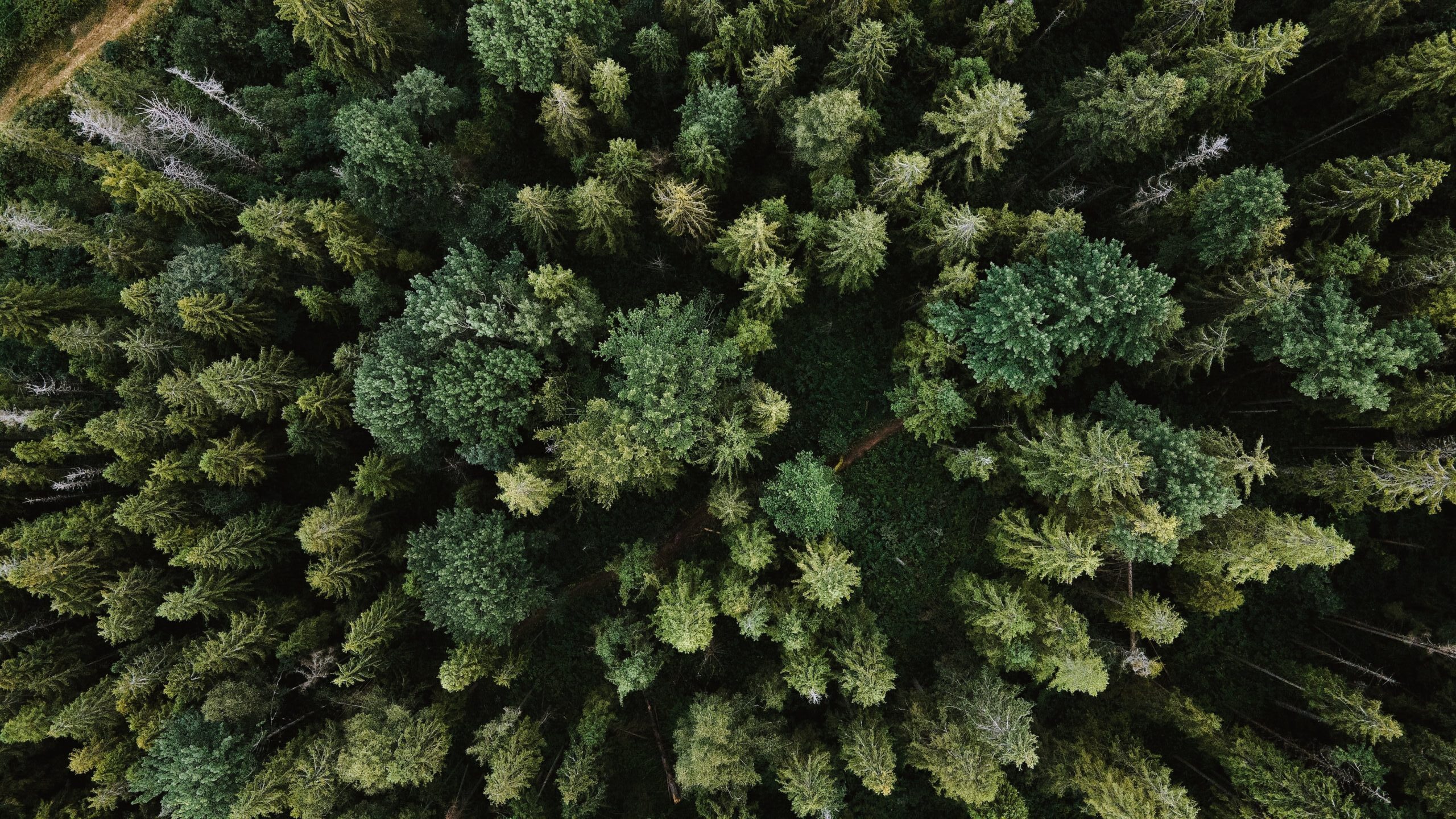 Fighting climate change with the help of Just One Tree